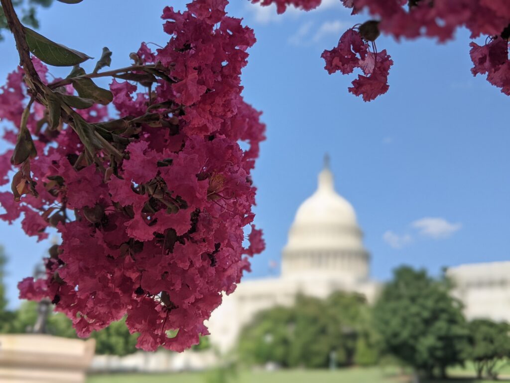 Pink flowers with building in background